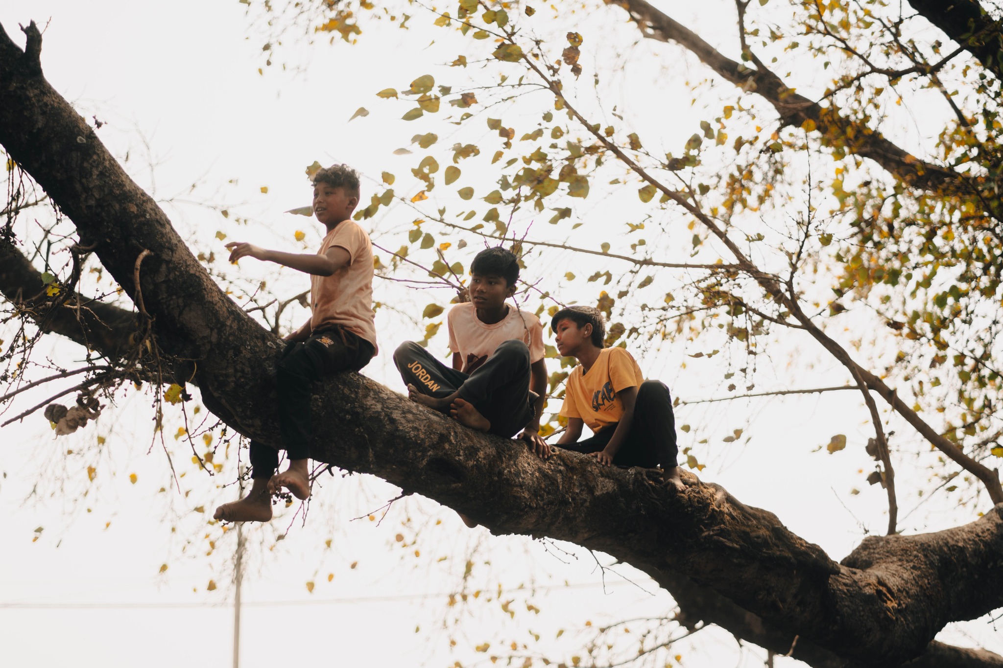 Three boys sitting on a tree branch